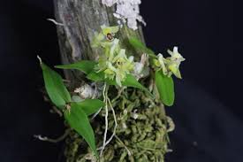 Image result for Polystachya bifida