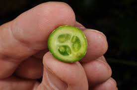 Image result for Diplocyclos