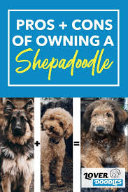 Shepadoodle What You Should Know Before Buying One In 2020 Sheepadoodle Doodle Dog Breeds Large Dog Breeds
