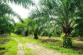 Four European Parliament Members Are Impressed With How The Malaysian Government And Its Palm Oil Industry Have Successfully Reduced Their Country S Poverty As
