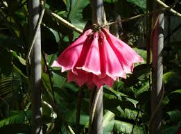 Image result for Tecomanthe dendrophila