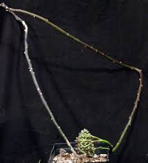 Image result for Monadenium