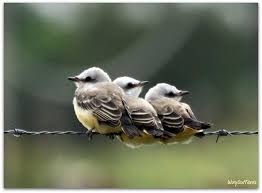 Baby Birds With Yellow Tail Feathers Young Scissor Tailed Flycatchers Explore Flycatcher Birds And The Bees Wild Birds