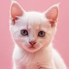 Cute cat pictures and adoption information