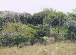 Image result for Voacanga thouarsii