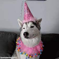 Pin On Gif S Dog S Caes