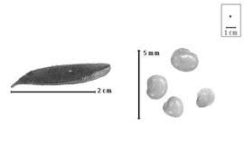 Image result for Pearsonia cajanifolia