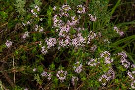 Image result for Otiophora