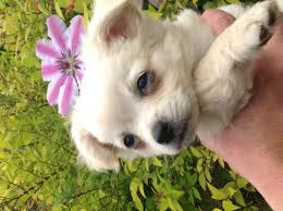 Chihuahua males & females available! Long Haired Chihuahua Puppies Galhairs