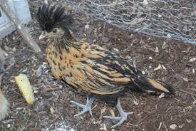 With him, in his 'luggage,' he brought his. Golden Laced Polish Pullet Or Roo Backyard Chickens Learn How To Raise Chickens