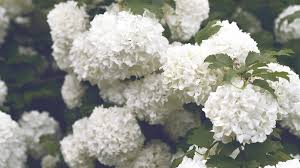 Each pack contains 100 seeds. Growing Hydrangeas In Texas Plants For All Seasons Since 1973