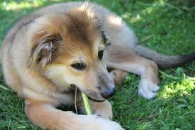 Free Image On Pixabay Dog Puppy Garden Ball Pet In 2020 Puppies Dogs Dogs Online