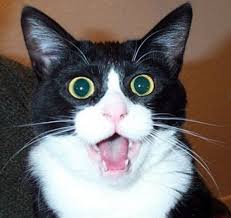 Image result for surprised cat