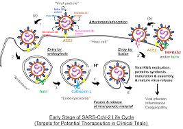 For more info, visit relayforlife.org/clintonms. Ijms Free Full Text Potential Anti Covid 19 Therapeutics That Block The Early Stage Of The Viral Life Cycle Structures Mechanisms And Clinical Trials Html