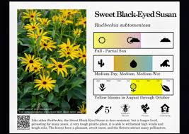 Image result for Habenaria livingstoniana