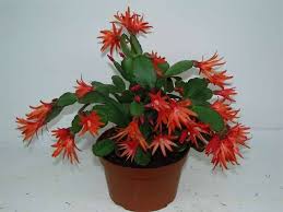 цветущие комнатные комнатные цветы фото и названия и уход за ними Cvetok Dekabrist Uhod I Soderzhanie Komnatnye Cvety Cvety Komnatnye Rasteniya