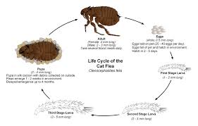 Diagnosis of tapeworms in cats. Fleas Public Health And Medical Entomology Purdue Biology Entomology Insects Ticks Diseases Monitoring Control Hot Topics Agriculture Extension