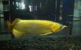 Jenis red tail golden ternyata merupakan jenis ikan arwana asli indonesia karena berasal dari daerah pekanbaru, riau dan beberapa wilayah sumatera lainnya. Jenis Jenis Ikan Nama Latin Ikan Hias Air Tawar Ini Adalah Scleropages Sp Arwana Merupakan Salah Satu Ikan Endemik Indonesia Ikan Ini Banyak Ditemukan Di Perairan Air Tawar Kalimantan Dan Papua Dahulu