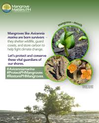 Image result for Avicennia marina