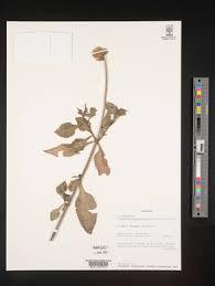 Image result for Dipsacus pinnatifidus