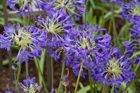Agapanthus Purple Delight Google Search Flowers Agapanthus Purple