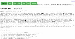 Image result for Solanecio sp.no.1