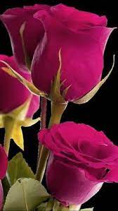 Best hd wallpapers of flowers, desktop backgrounds for pc & mac, laptop, tablet, mobile phone. 126 Lovely Flowers Ideas Flowers Beautiful Roses Beautiful Flowers