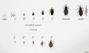 They are rarely seen and aren't dangerous for human. Kissing Bug How Worried Should Philly Be About The Face Biting Insect