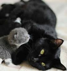 Gianni Cute Animals Kittens Newborn Kittens