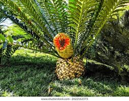 Image result for Encephalartos transvenosus