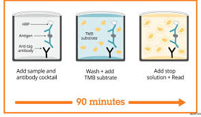 Image result for Fibrinogen