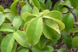 Image result for Pereskia aculeata