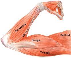 On the back of your arm are the extensor muscles. Vertex Fitness Biceps Not Just For The Flexing