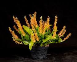 Image result for Liparis mulindana