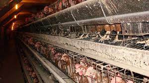 Get reviews, hours, directions, coupons and more for the cheesecake factory at 1245 worcester st ste 1098, natick, ma 01760. Petition Natick Mall Stop Supporting The Cheesecake Factory S Animal Cruelty Change Org