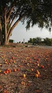 ثمار شجرة السدر النبق الكنار trees to plant plant tree fruit plants
