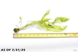 Image result for Aponogeton