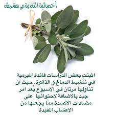 ميرمية plants