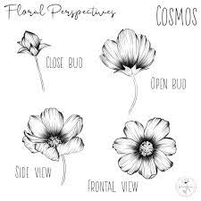 Cosmos Floral Perspectives Flower Line Drawings Flower Art Drawing Flower Drawing Tutorials