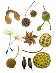 Illustration Friday Multiple Seed Pods Botanical Art Botanical Drawings