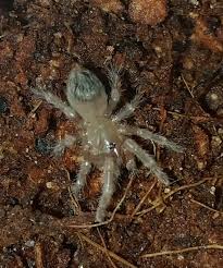 Nhandu coloratovillosus (lat.) is a species of tarantula spiders from the genus nhandu. Nhandu Coloratovillosus For Sale