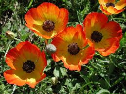Maybe you would like to learn more about one of these? Plant Wiktionary