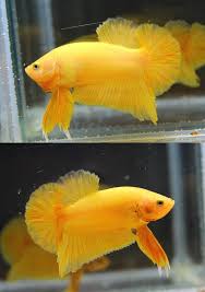 Item Fwbettashmp1440998747 Super Yellow Ohmpk Male T56 Ends Mon Aug 31 2015 12 25 47 Am Cdt Betta Fish Tank Betta Fish Types Betta Fish