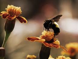 Bumblebee Photo Animal Wallpaper National Geographic Photo Of The Day Bee Pictures Bumble Bee Animal Wallpaper
