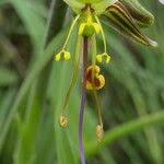 Image result for Aneilema hockii