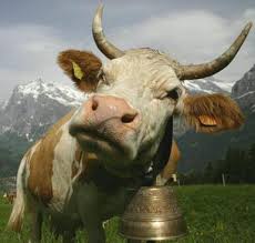 Joke Of The Day Cowbell New Bloggy Cat Nbc