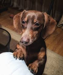 Maybe you would like to learn more about one of these? Chocolate And Tan Dachshund Brown And Tan Dachshunds Brown And Tan Sausage Dogs Brown And Tan Wei Dachshund Dog Dachshund Puppy Miniature Dachshund Puppy Brown