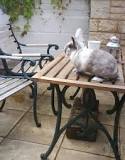 HOUSE RABBITS - how to manage : CottonTails Rabbit & Guinea ...