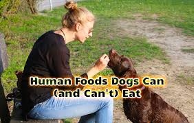 What kind of human foods can dogs eat? Human Foods Dogs Can And Can T Eat Did You Know Pets