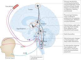A migrainous infarction is a rare type of ischaemic stroke which occurs in correspondence with migraine aura symptoms. Biological Insights From The Premonitory Symptoms Of Migraine Nature Reviews Neurology
